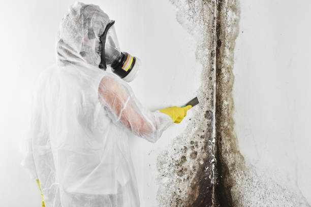 Why You Should Choose Our Mold Remediation Services in Lake Barcroft, VA